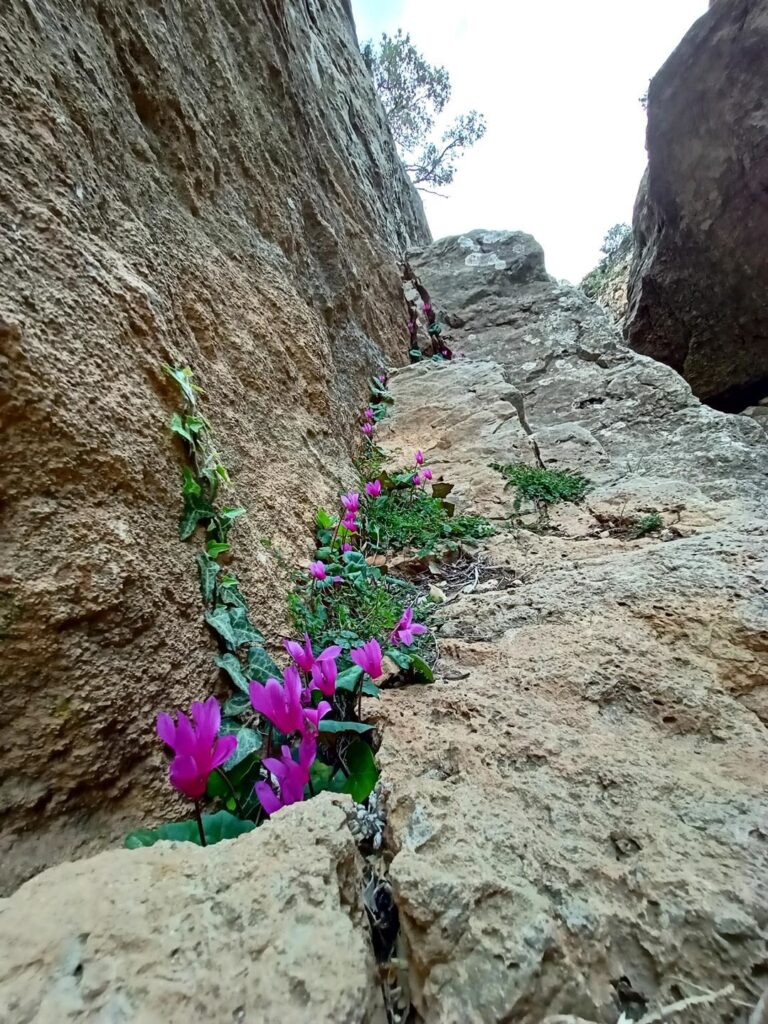 esplosione di ciclamini nelle fessure