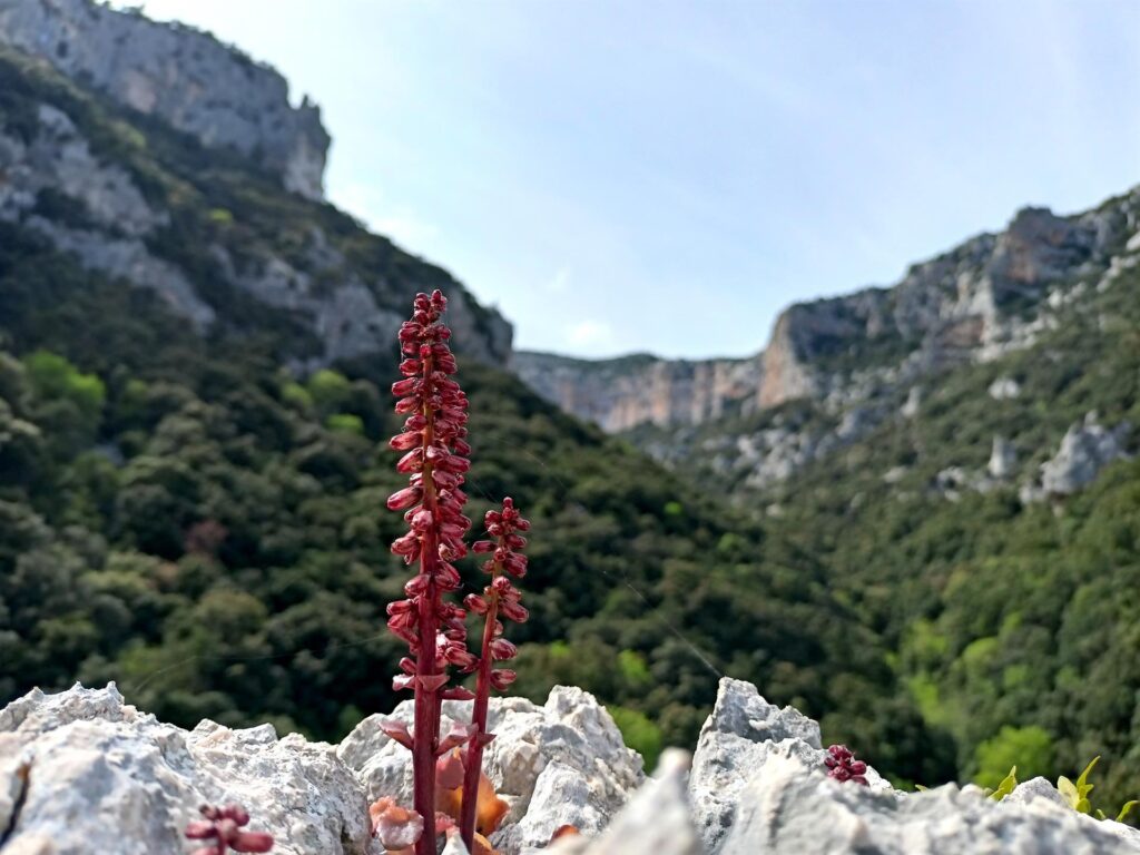 Strane piantine che spuntano dal calcare sulla vetta