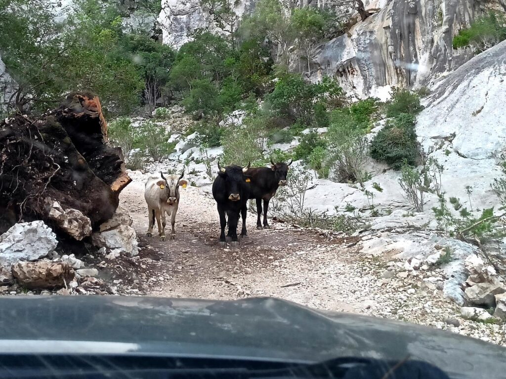 Al ritorno ci troviamo due mucche e un toro piantati in mezzo alla strada che non ne vogliono sapere di levarsi (e ci guardano brutto)