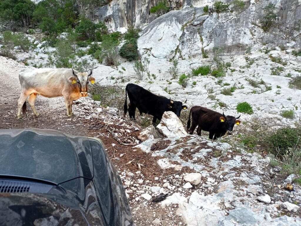 Dopo una lunga opera di convincimento, riusciamo a far desistere gli esemplari scuri, ma la mucca bianca è stata una spina nel fianco fino all'ultimo! ;)