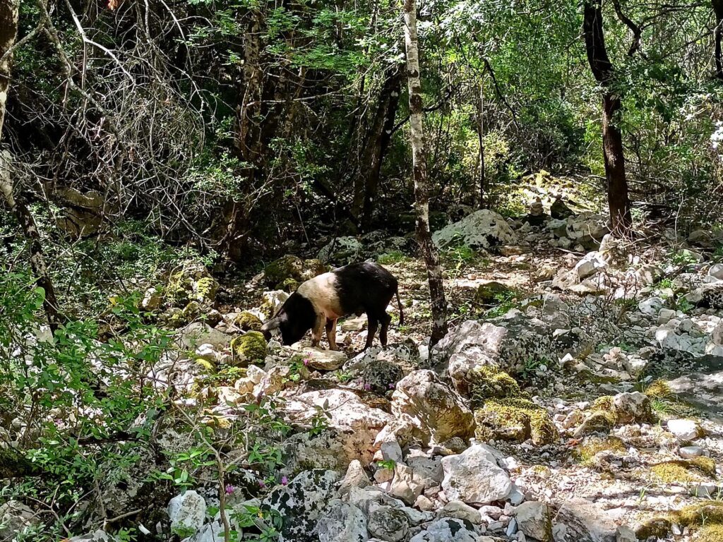 Uno dei tanti abitanti del bosco. Lungo la strada si notano moltissime buche scavate dai cinghiali