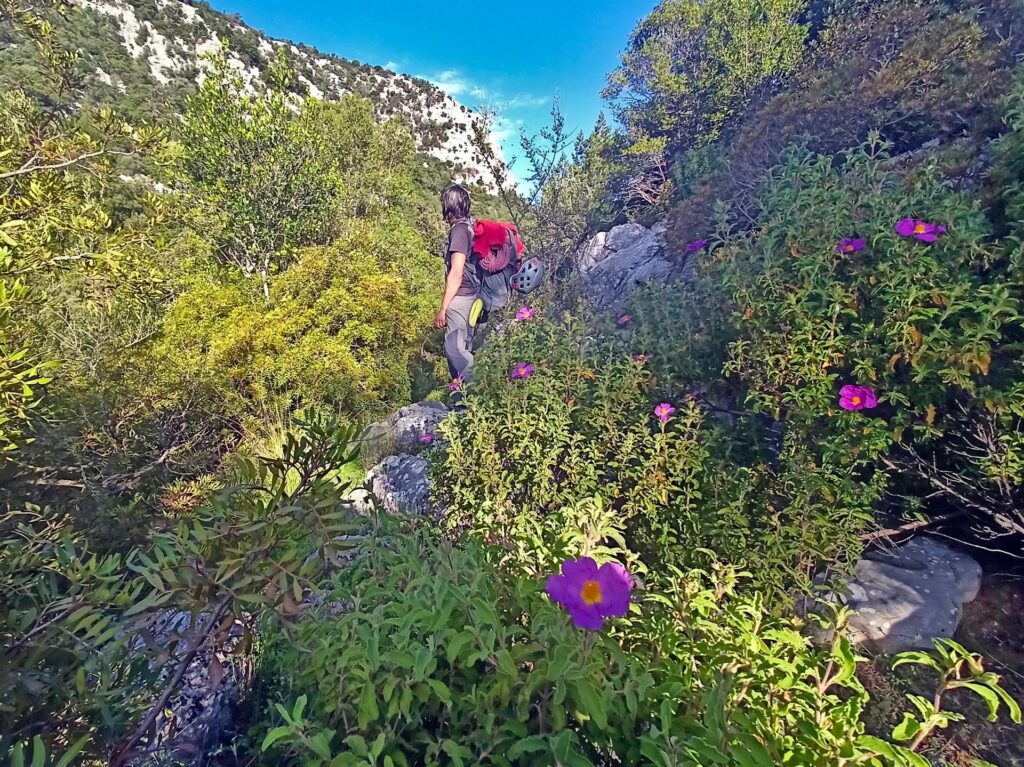 primavera sarda: tutto è verdissimo e fiorellosissimo