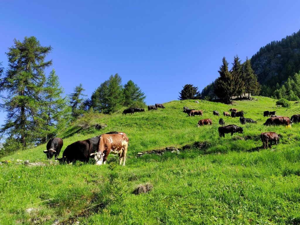 muuuuuucche al pascolo in prati verdissimi