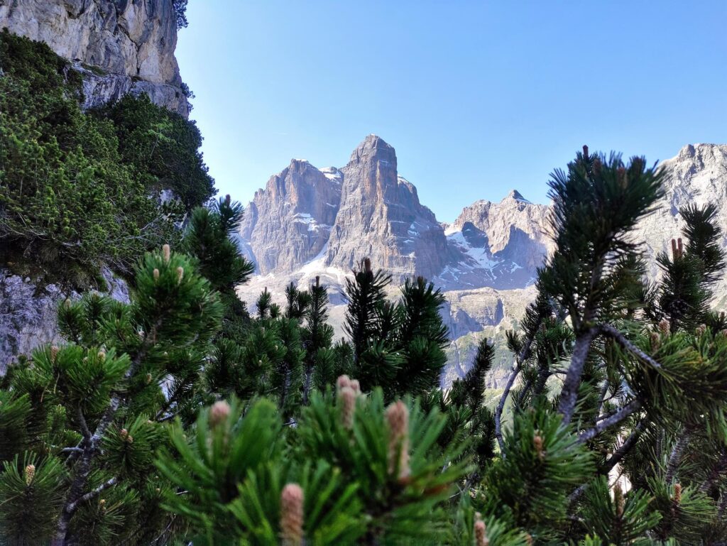 Tra i pini mughi sbuca il Crozzon del Brenta in tutto il suo splendore