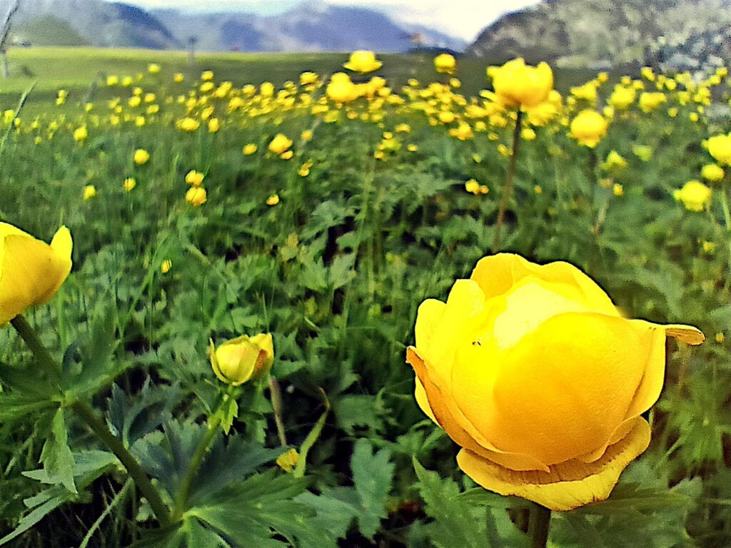 Tutti i prati dei Piani di Bobbio in questo momento sono coperti da migliaia di ranuncoli in fiore