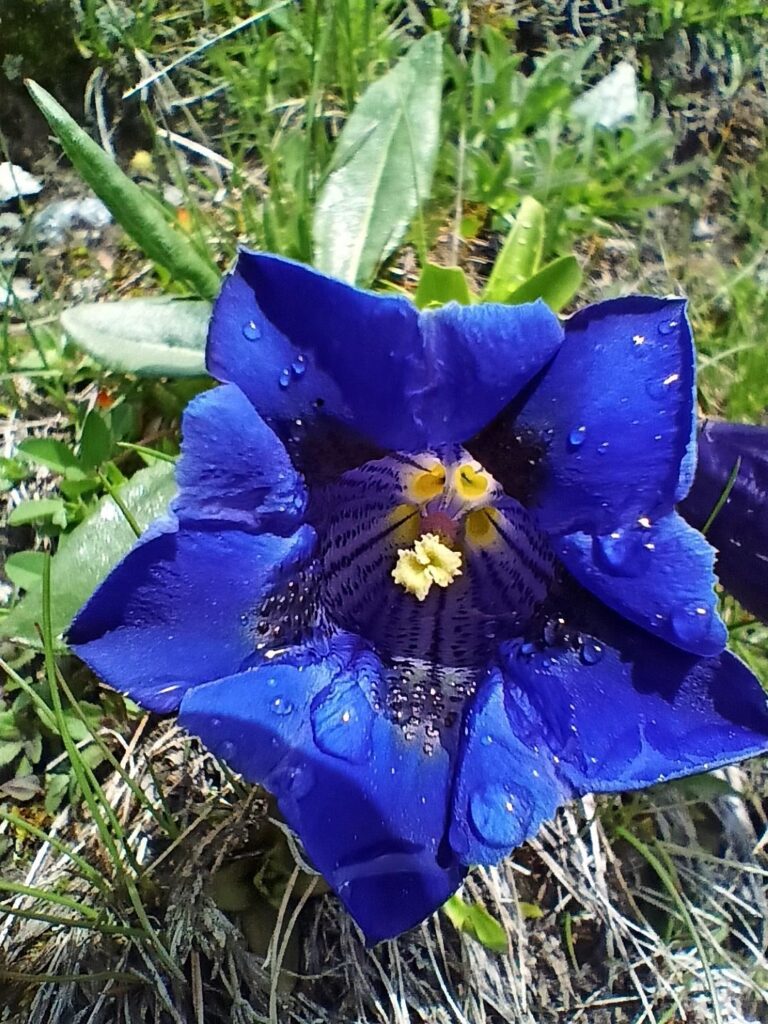 genzianella dopo la pioggia