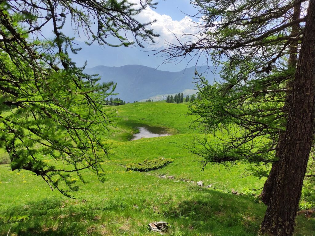 siamo tornati all'ambiente alpino dei prati e dei pascoli