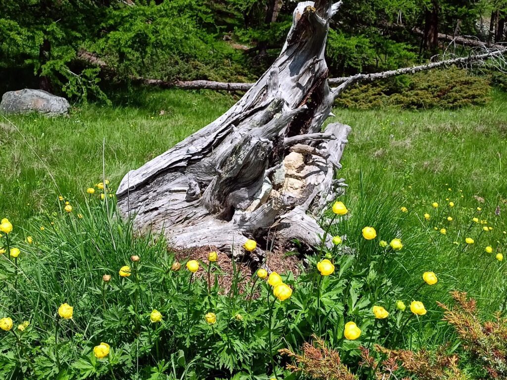 vi salutiamo con una bella fioritura di ranuncoli