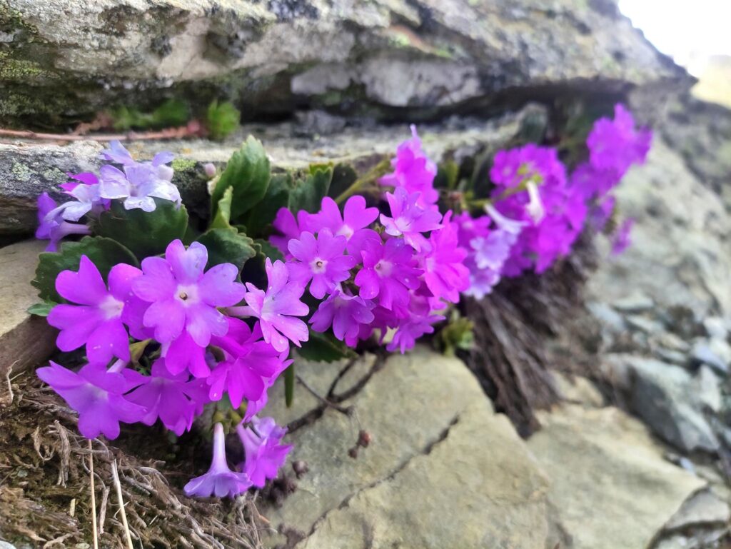 fioriture ricchissime si fanno strada anche tra le rocce