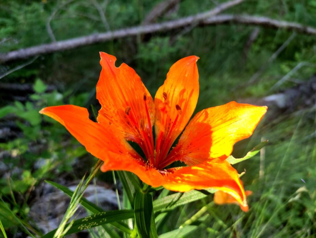 Un bel giglio di San Giovanni lungo il sentiero di discesa, al termine delle lunghe calate in doppia