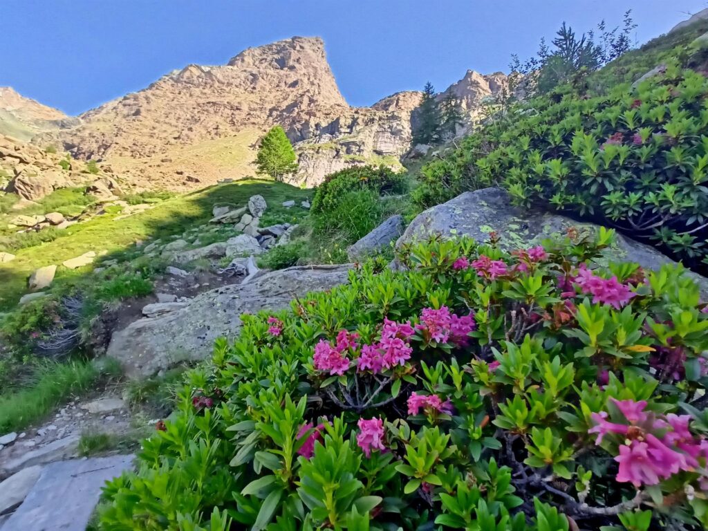 in alto, dove splende il sole, i rododendri hanno cominciato a fiorire