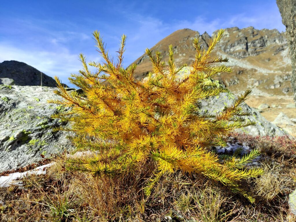 Un micro larice con i colori dell&#039;autunno