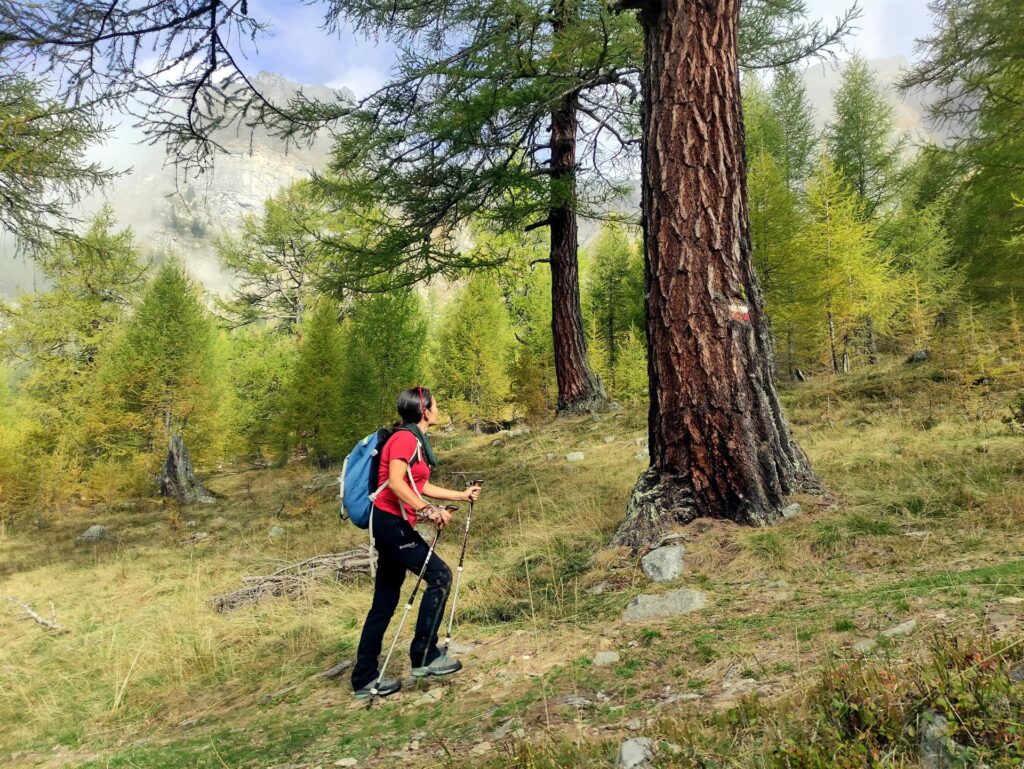 splendido lariceto, poco prima del Rifugio Crosta: aspettate di vederlo ad autunno inoltrato!