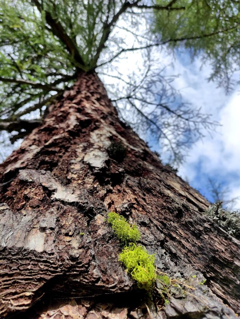 larici di una certa rilevanza