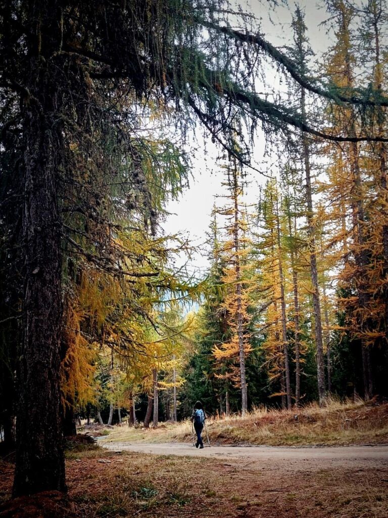 Erica nell'ultimo tratto di strada