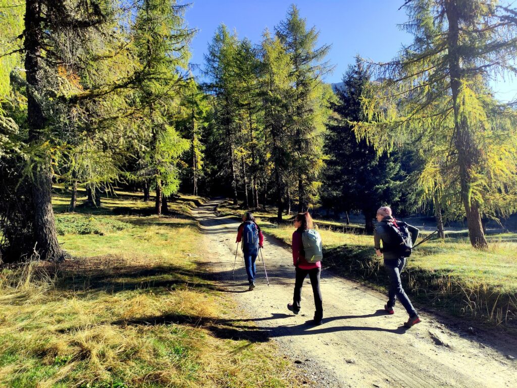 Dal parcheggio ci avviamo su questa bella strada che si inoltra nel bosco