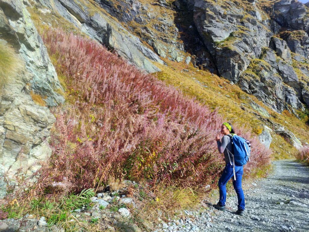 Lungo la strada che scende dal rifugio Arp è pieno di questi cespugli coloratissimi