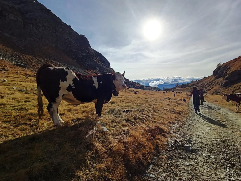 Passiamo in mezzo a queste mucche molto affascinate dalla nostra presenza