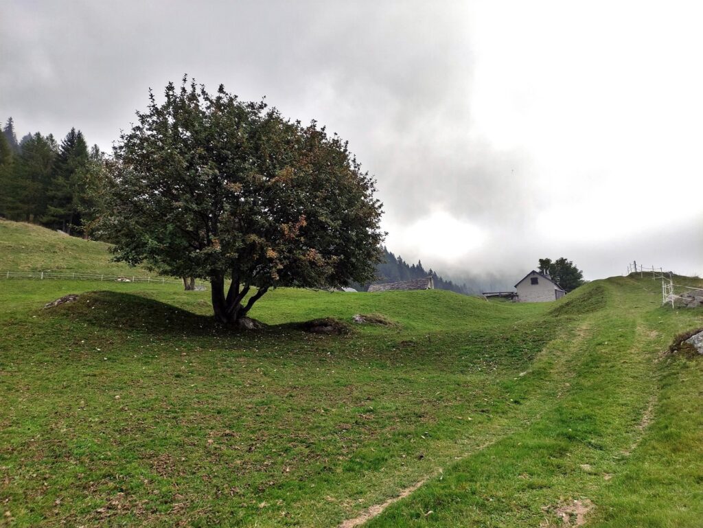 la prima alpe che si incontra lungo il cammino, nel tratto di strada asfaltata