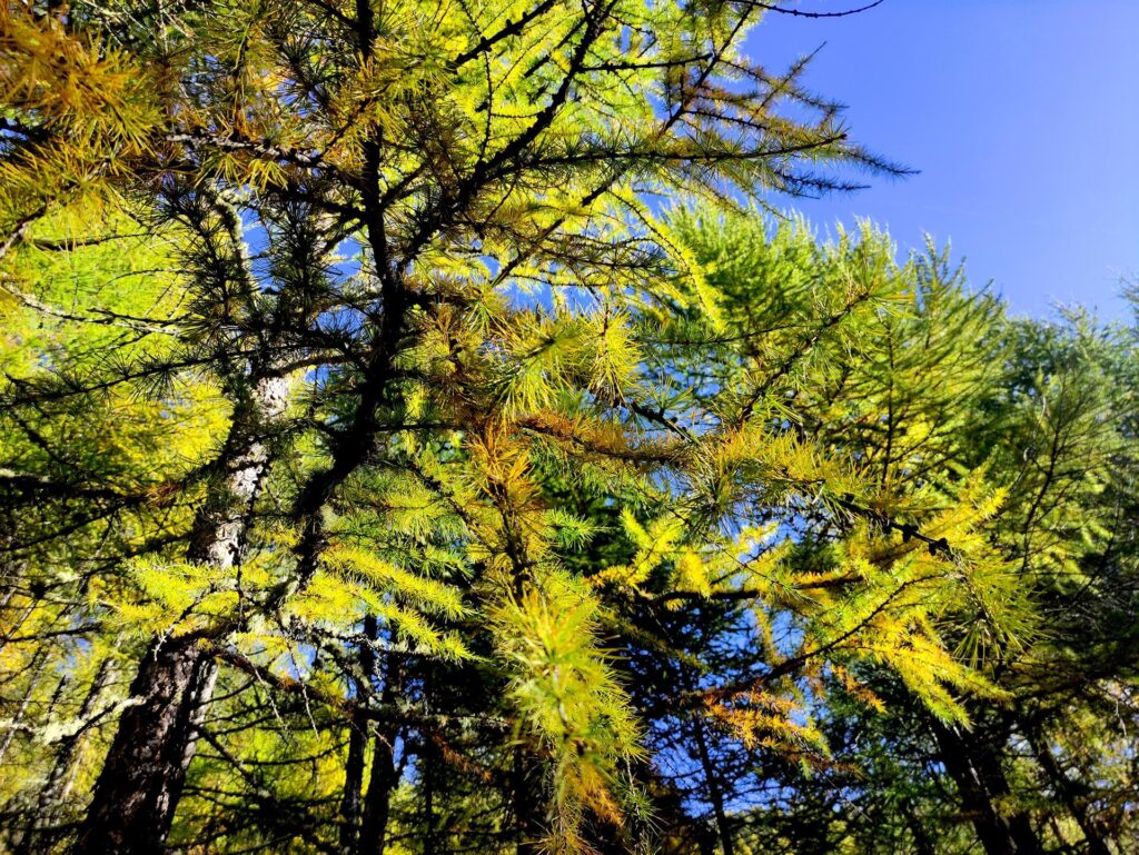 A bassa quota i larici stanno iniziando a colorarsi mentre più in alto saranno in fase già più avanzata