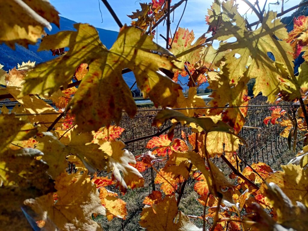 Le belle foglie delle viti ultracolorate dall'autunno