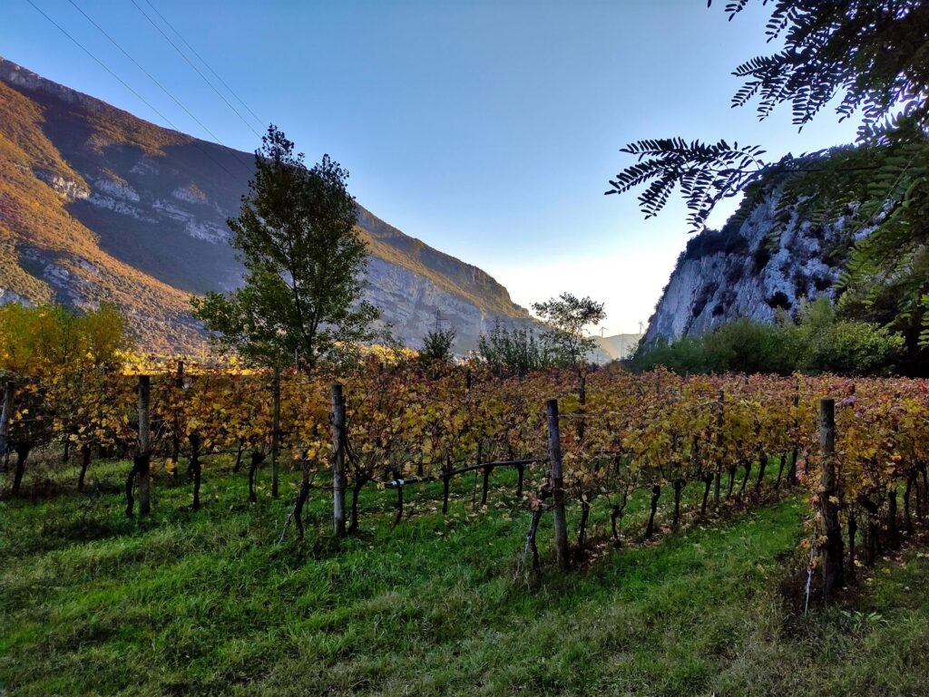 le belle vigne della valle dell'Adige, coloratissime