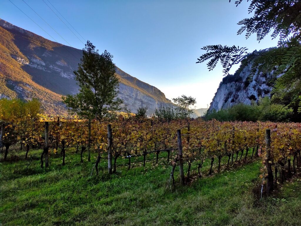 le belle vigne della valle dell&#039;Adige, coloratissime