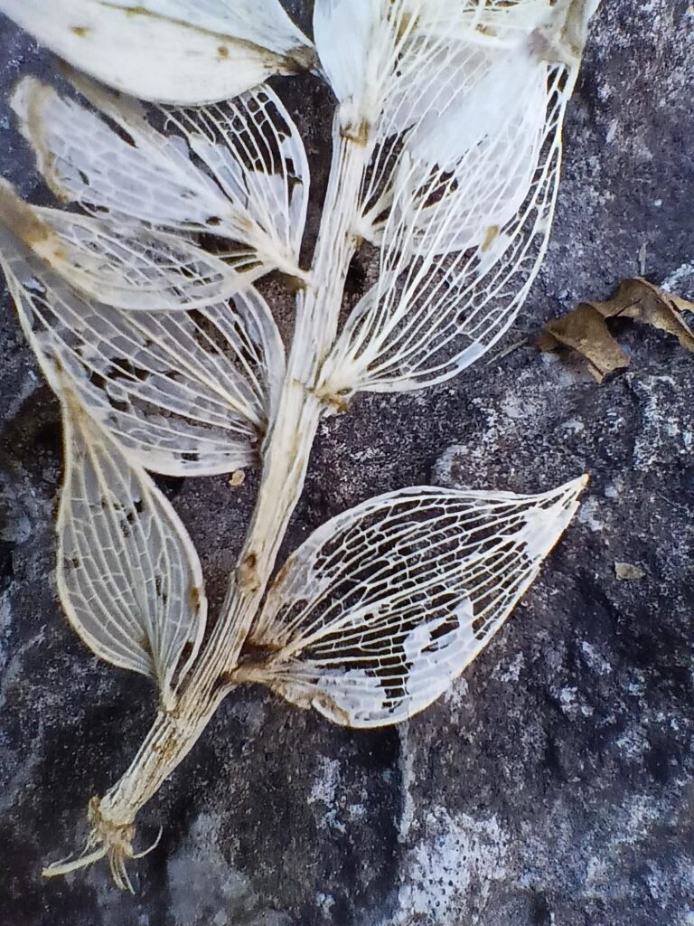 visti i tempi di attesa, ci dedichiamo alle macro ;) allegoria di pungitopo essiccato