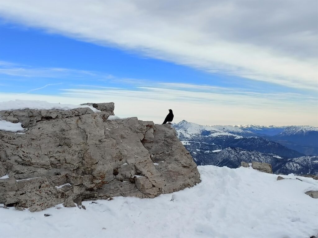 Gracchio in posa sulla cima