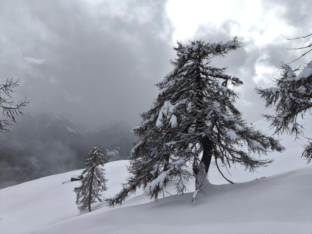 Si passa accanto a questi bellissimi alberi isolati imbiancati di fresco