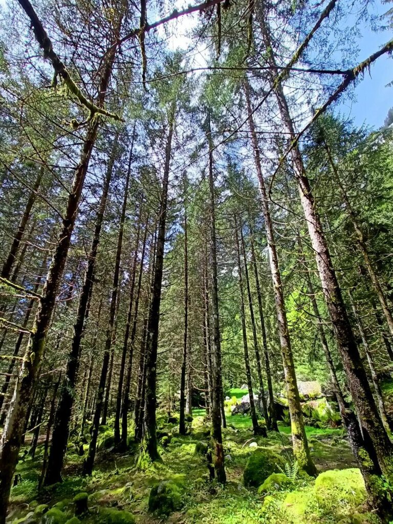 ancora il bosco, con la luce che danza tra gli abeti