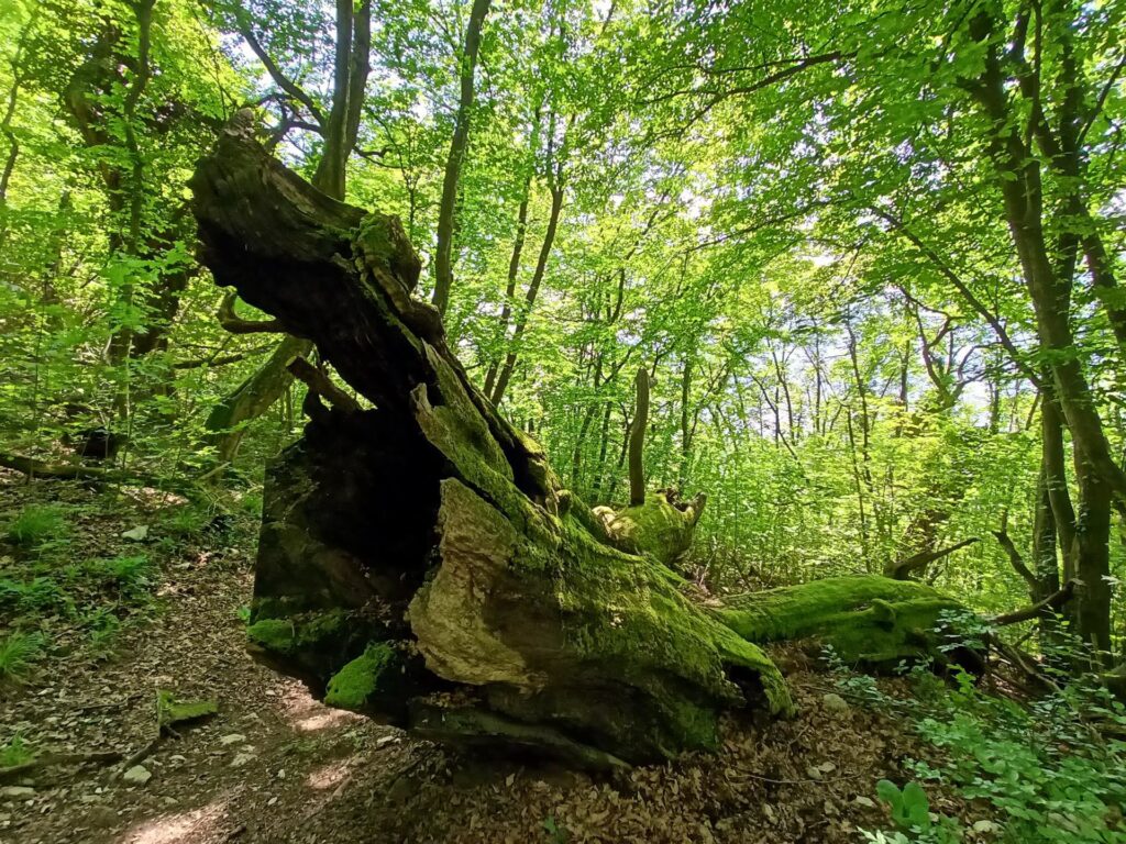 Uno dei numerosi alberi antichi che si trovano lungo il sentiero di discesa