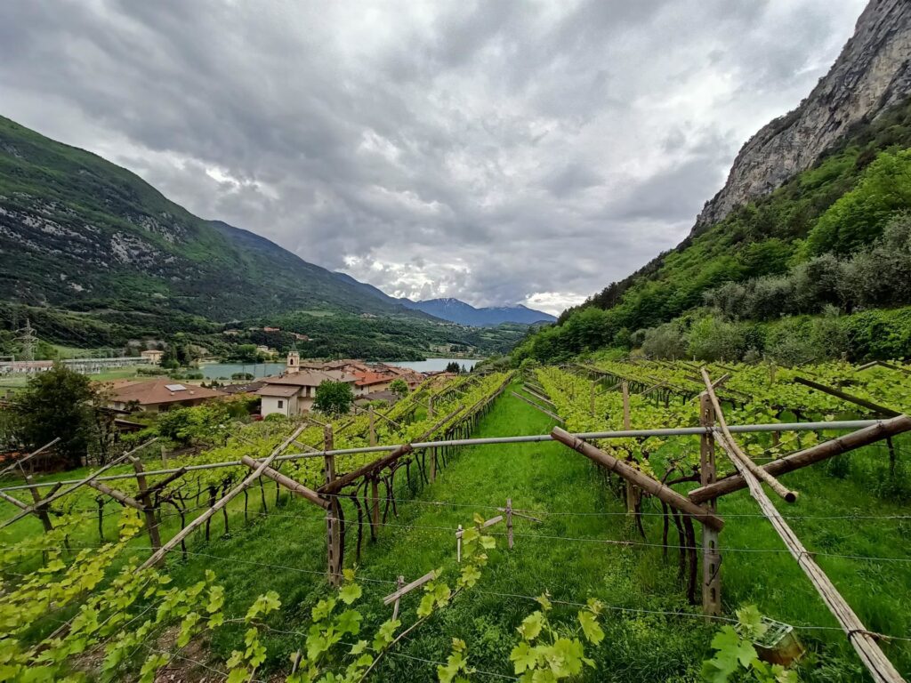 le vigne alla base delle pareti