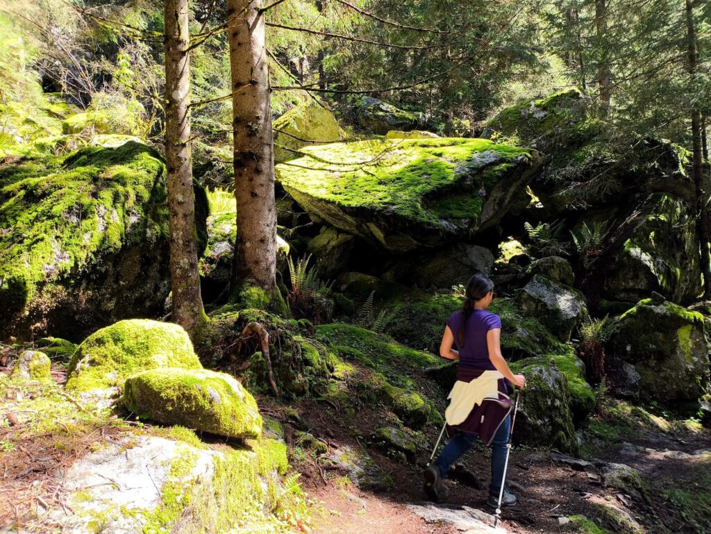 nel bosco: la presenza di muschio e felci la dice lunga sull&#039;umidità