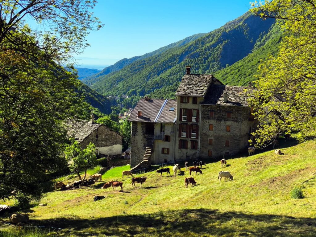 tipica architettura piemontese di valle, con muuuuuuucche al pascolo