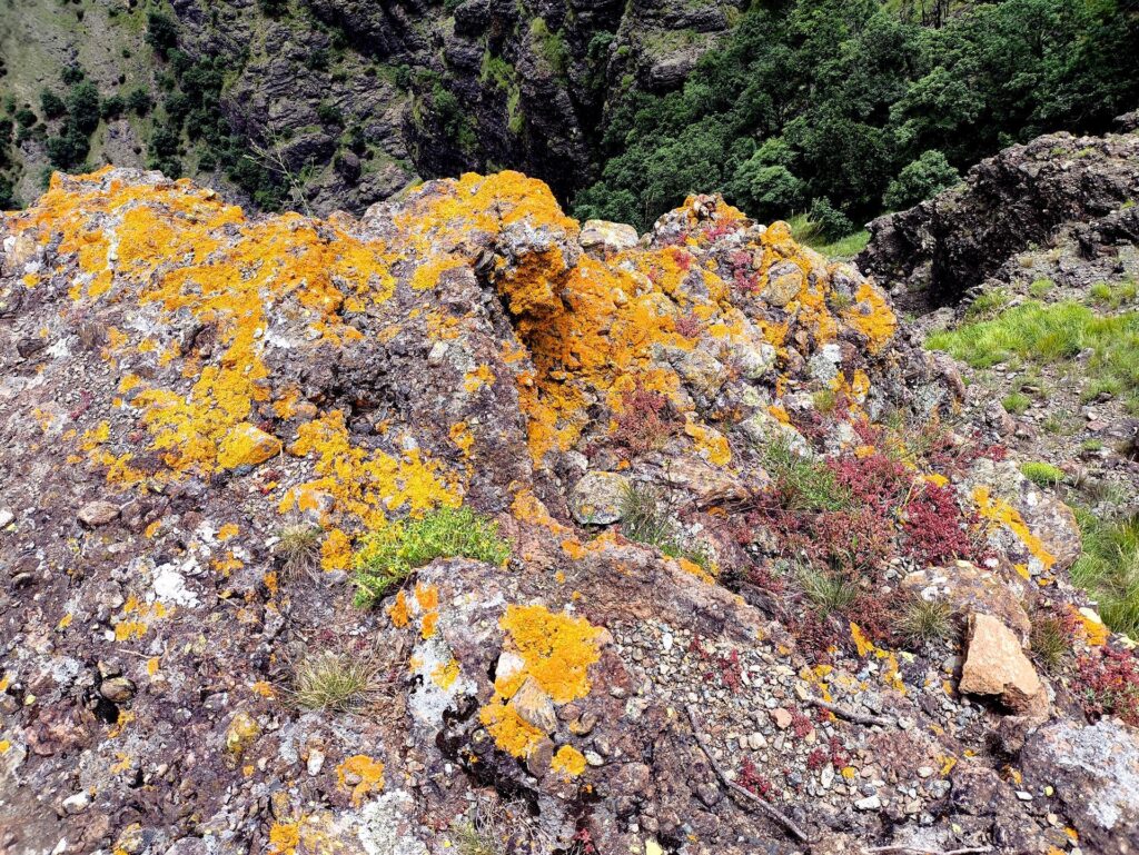 particolare dei conglomerati ricoperti da funghi gialli e da piccoli arbusti rossi e verdi