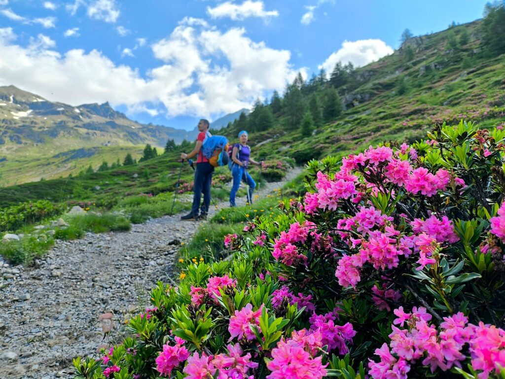 qui i declivi sono coperti da rododendri in fiore