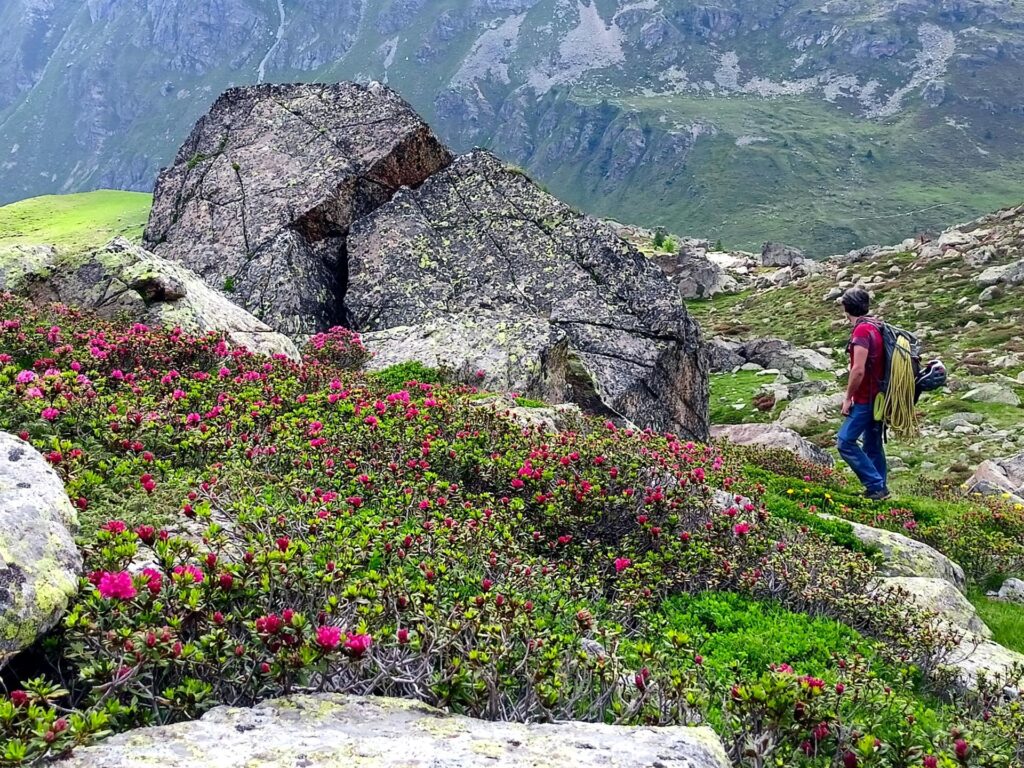 qui ci siamo persi il sentiero e vaghiamo tra i rododendri in fiore