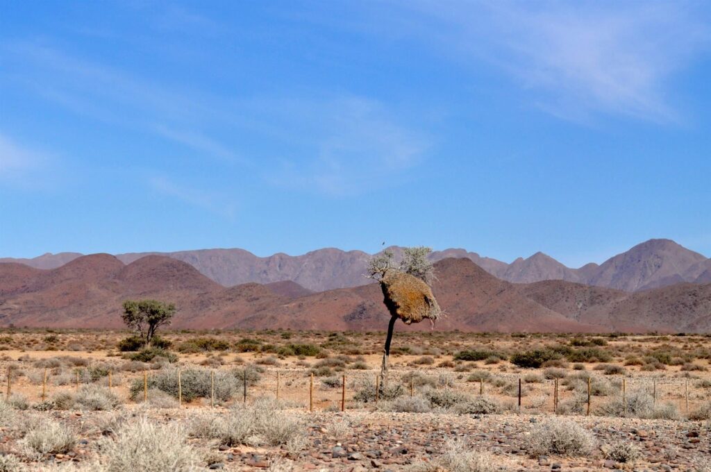 un nido grandino di uccelli tessitori
