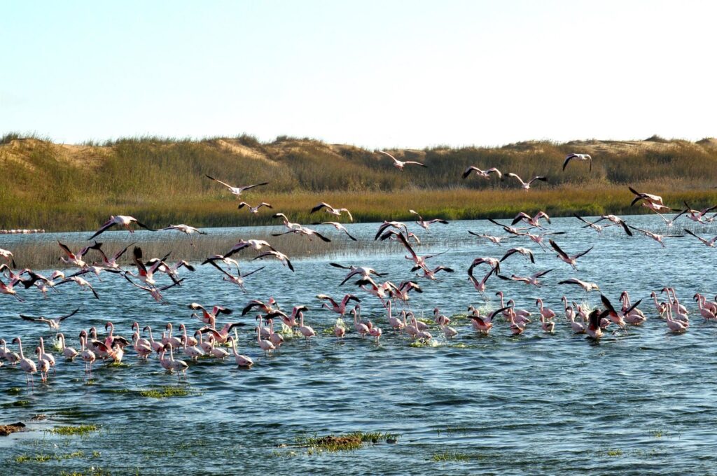 e ancora fenicotteri, questi nella laguna poco prima di Walvis Bay
