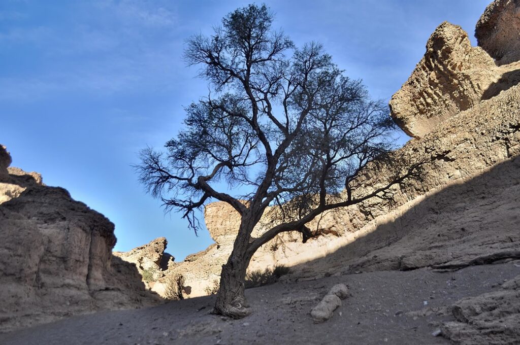 alberi incredibili, le cui radici si dispongono sia in verticale sia in orizzontale per metri, in cerca d&#039;acqua