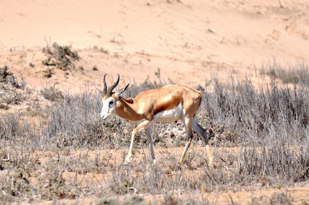 antilope che scorazza nel deserto