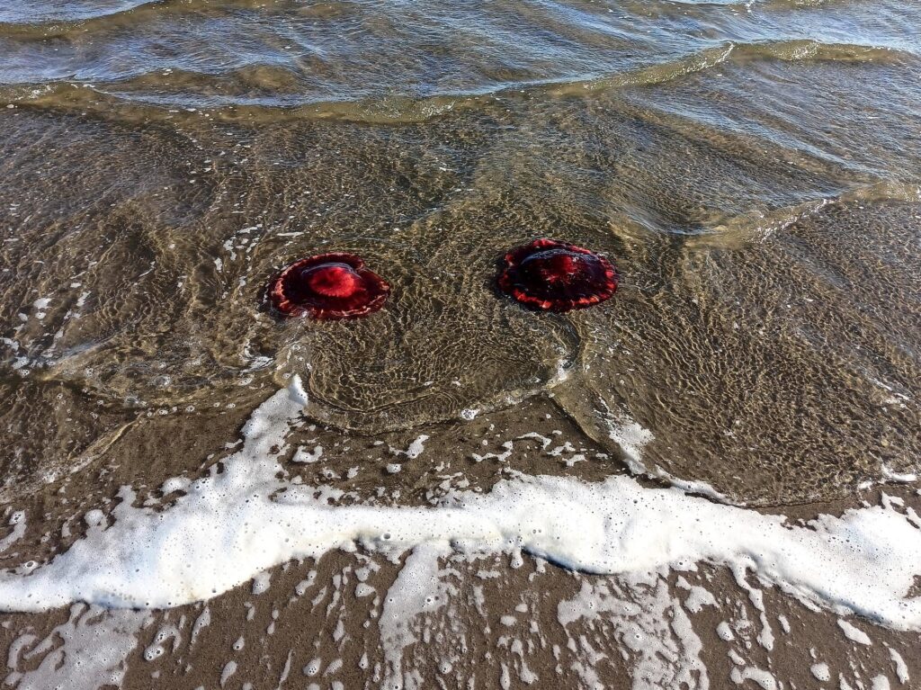 meduse spiaggiate, di un intenso rosso sangue