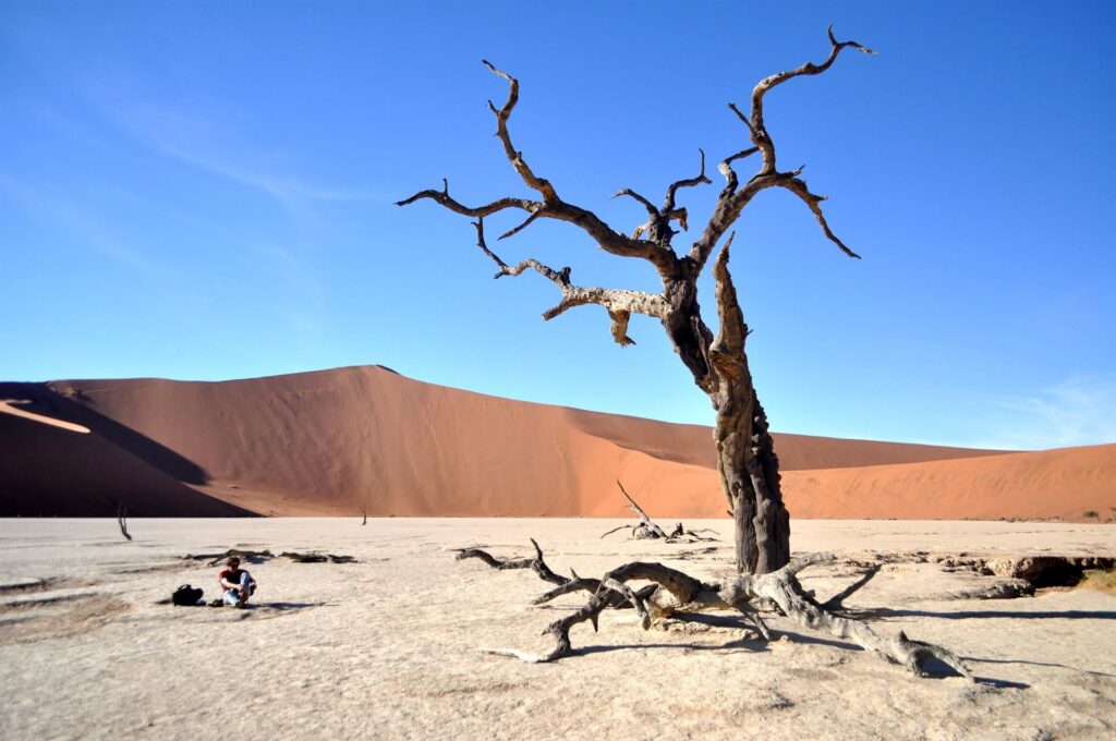 una distesa bianca, tra le dune rosse dove si stagliano moltissimi alberi pietrificati