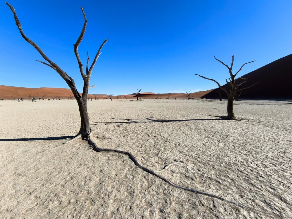 radici infinite, alla ricerca d&#039;acqua