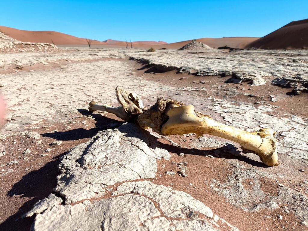 vuoi non trovarlo qualche osso nel deserto?!