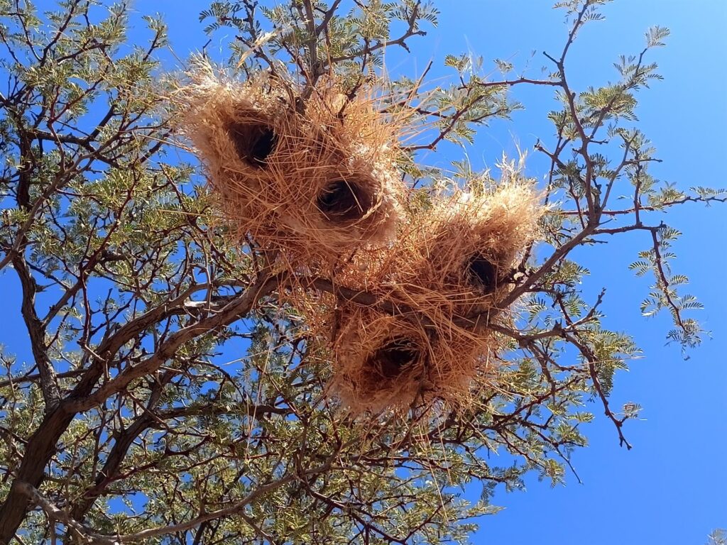 un nido di uccelli tessitori... possono diventare giganteschi, questo è solo l&#039;inizio