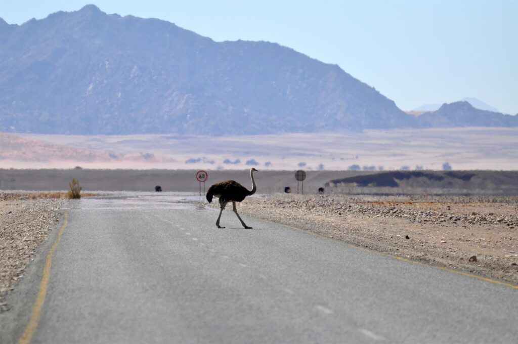 uno struzzo attraversa la strada, con moooolta calma (limite 60)