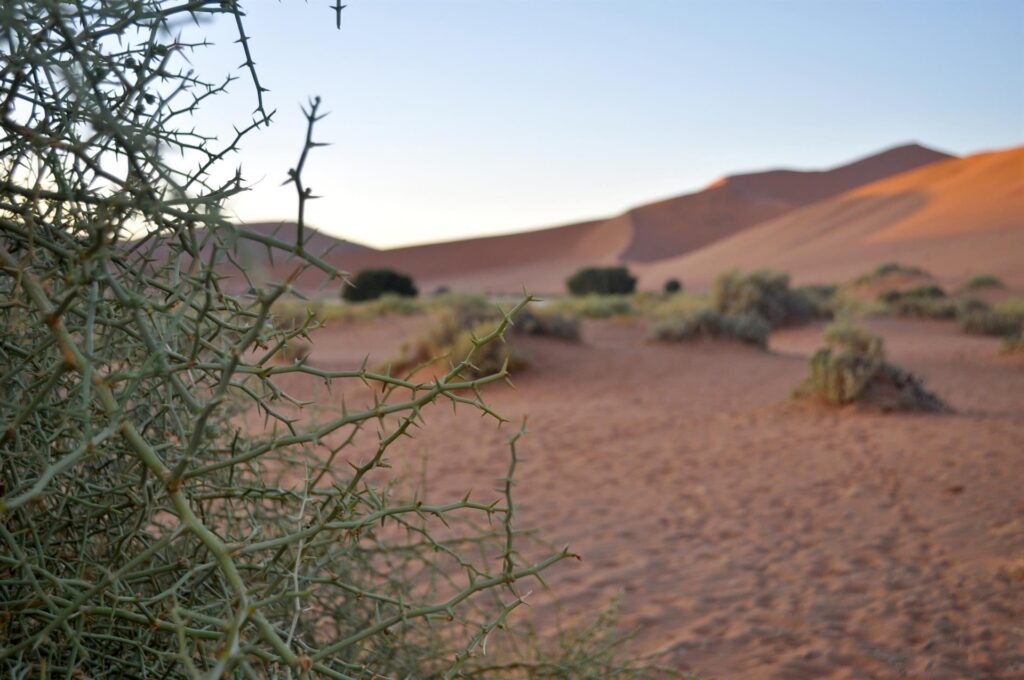 la vegetazione qui è tutta spine: adeguata all&#039;asprezza del deserto