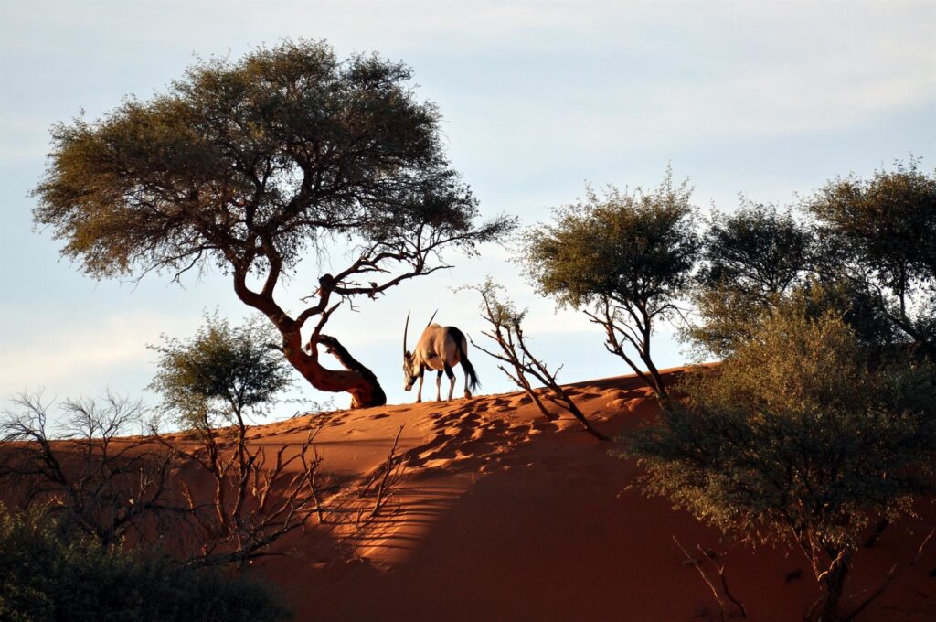 Elim Dune: orice al tramonto che si fa gli affari suoi